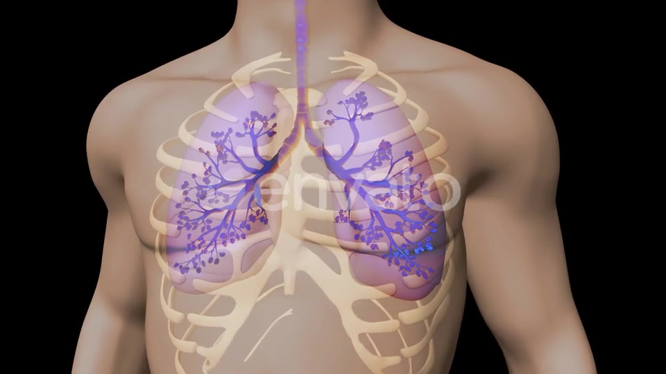 Lungs And Bronchial Tree Videohive 22534229 Motion Graphics Image 3