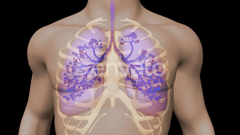 Lungs And Bronchial Tree Videohive 22534229 Motion Graphics Image 4