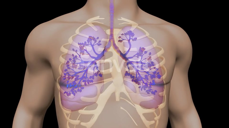 Lungs And Bronchial Tree Videohive 22534229 Motion Graphics Image 5