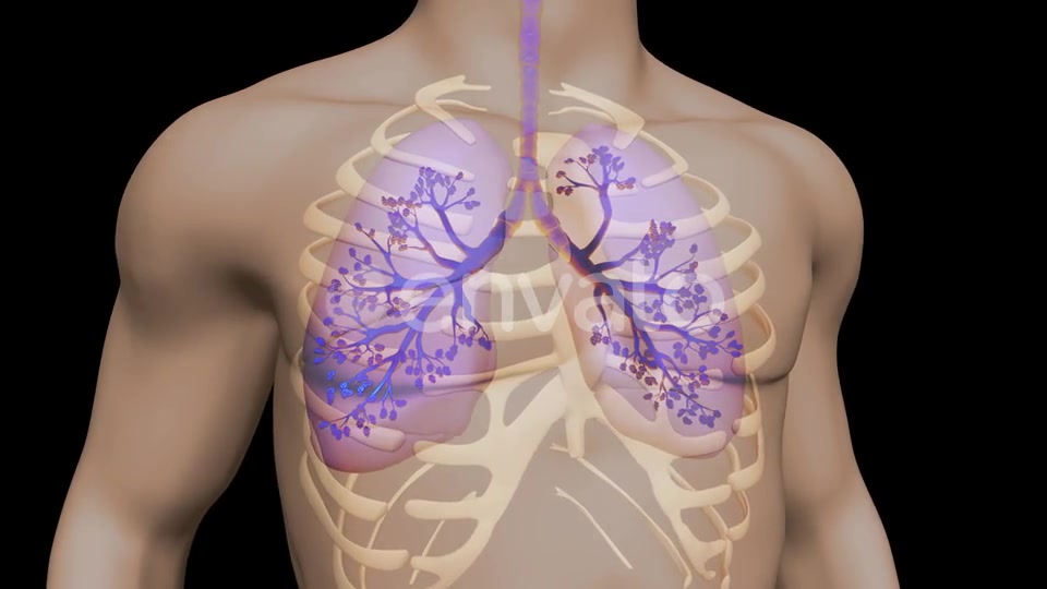 Lungs And Bronchial Tree Videohive 22534229 Motion Graphics Image 6