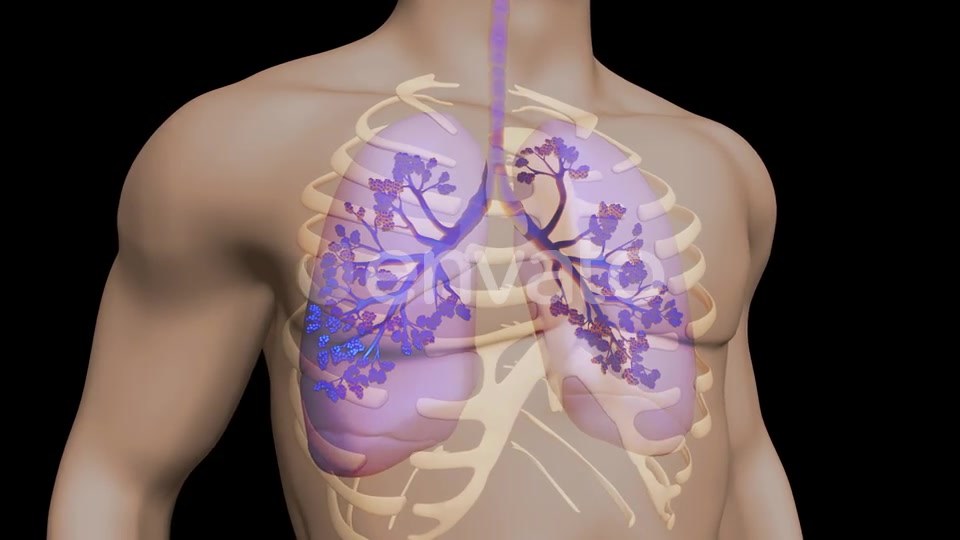 Lungs And Bronchial Tree Videohive 22534229 Motion Graphics Image 7