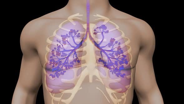 Lungs And Bronchial Tree - 22534229 Videohive Download