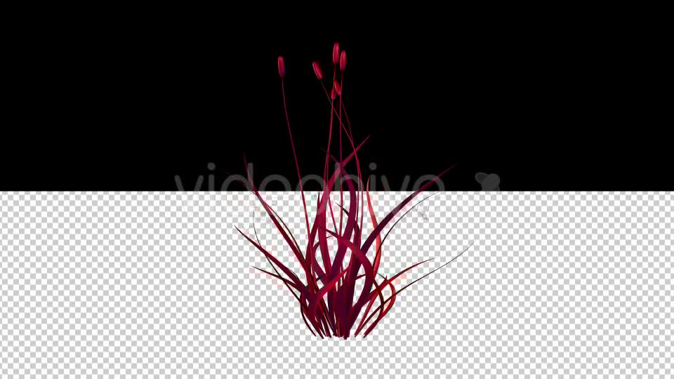Magical Red Flower Dancing in the Wind Videohive 19913251 Motion Graphics Image 6