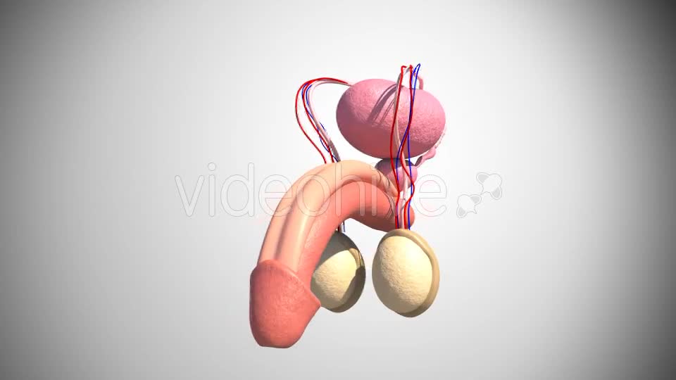 Male Reproductive System Videohive 16972315 Motion Graphics Image 1