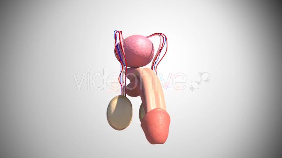 Male Reproductive System Videohive 16972315 Motion Graphics Image 2