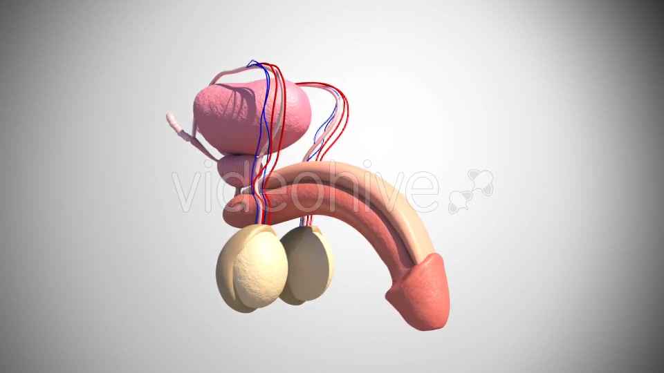 Male Reproductive System Videohive 16972315 Motion Graphics Image 3