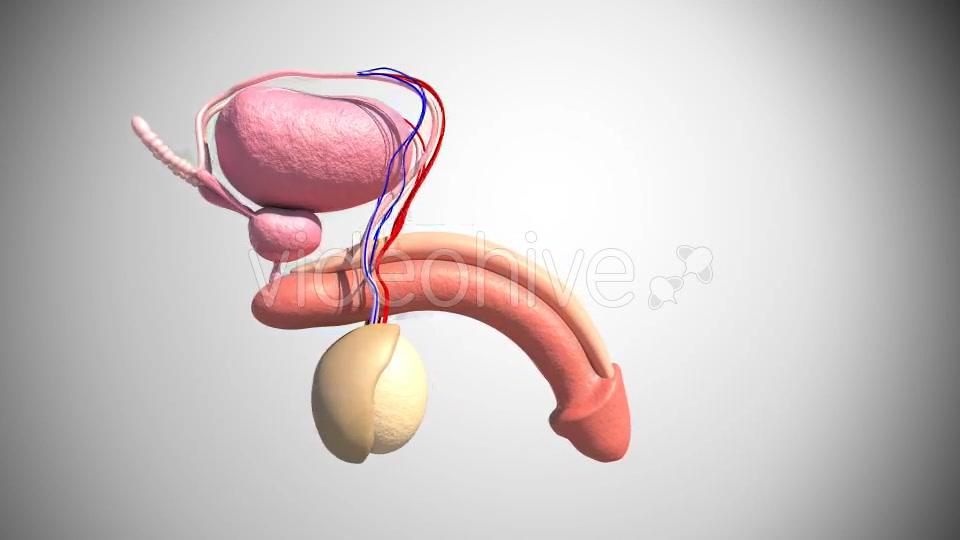 Male Reproductive System Videohive 16972315 Motion Graphics Image 4