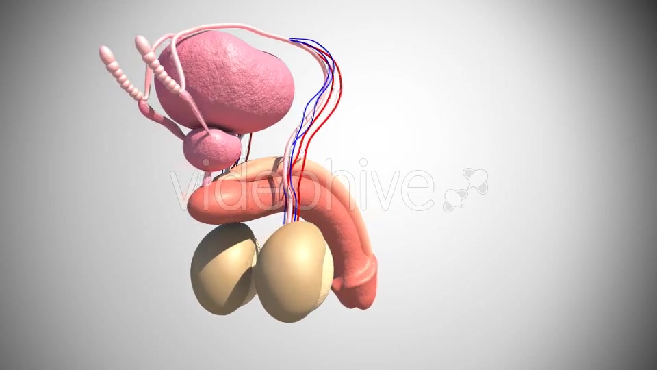Male Reproductive System Videohive 16972315 Motion Graphics Image 5
