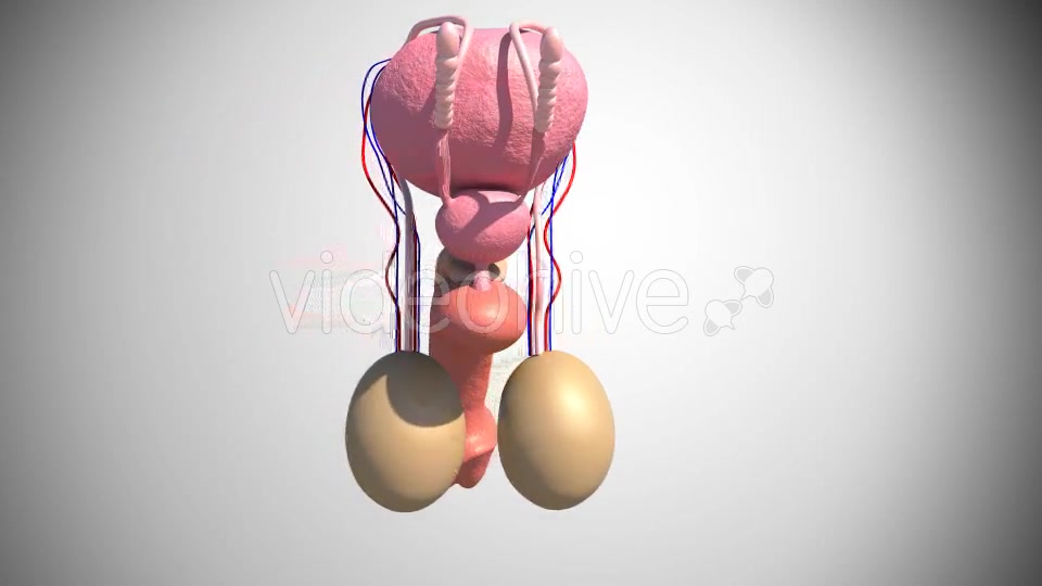 Male Reproductive System Videohive 16972315 Motion Graphics Image 6
