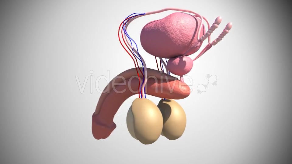 Male Reproductive System Videohive 16972315 Motion Graphics Image 7
