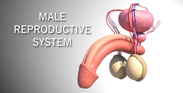 Male Reproductive System - Videohive Download 16972315