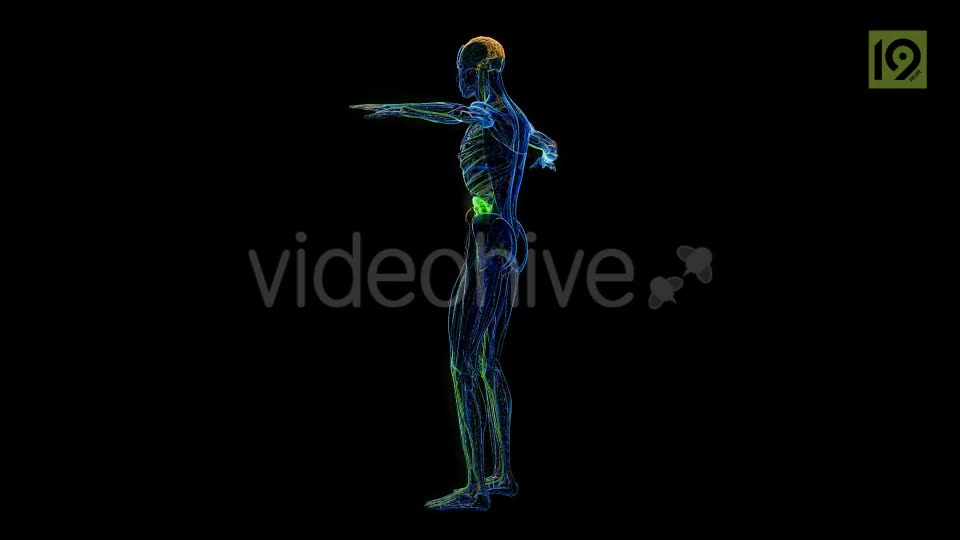 Man 360 Videohive 20420857 Motion Graphics Image 1