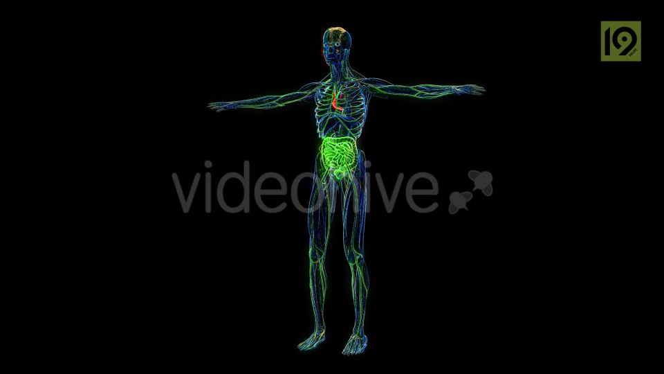 Man 360 Videohive 20420857 Motion Graphics Image 10