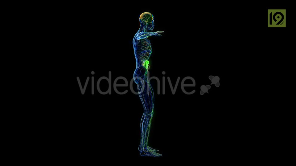 Man 360 Videohive 20420857 Motion Graphics Image 6