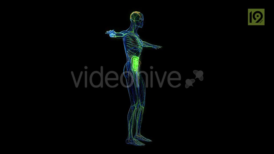Man 360 Videohive 20420857 Motion Graphics Image 7