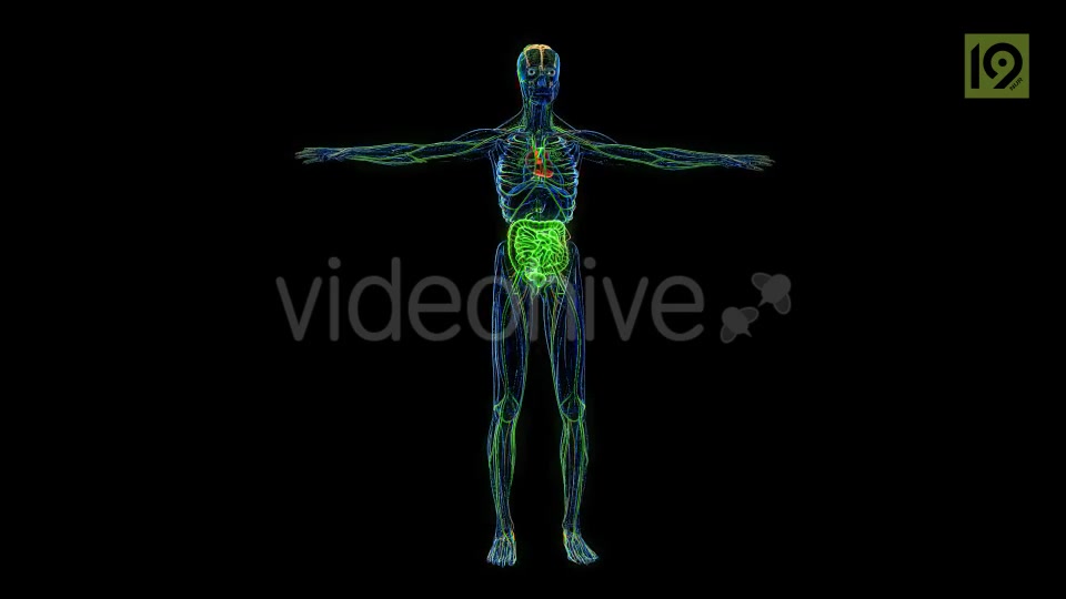 Man 360 Videohive 20420857 Motion Graphics Image 9