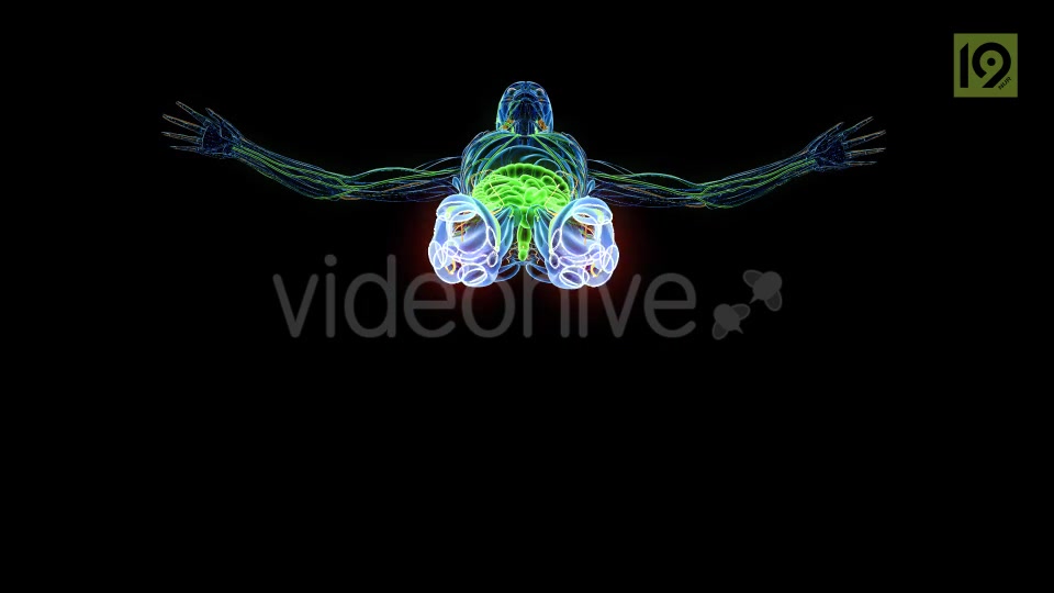 Man In MRI Scanner Videohive 20420781 Motion Graphics Image 5