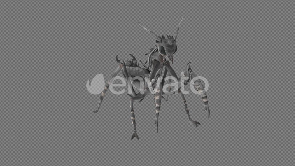 Mantis Lay Egg Idle Eat Pack 6In1 Videohive 22165171 Motion Graphics Image 10