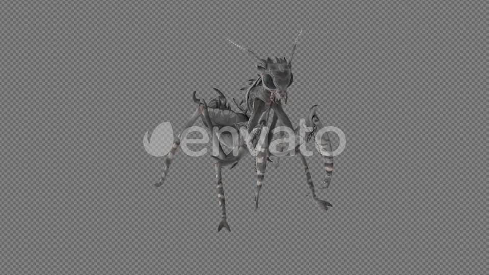 Mantis Lay Egg Idle Eat Pack 6In1 Videohive 22165171 Motion Graphics Image 11