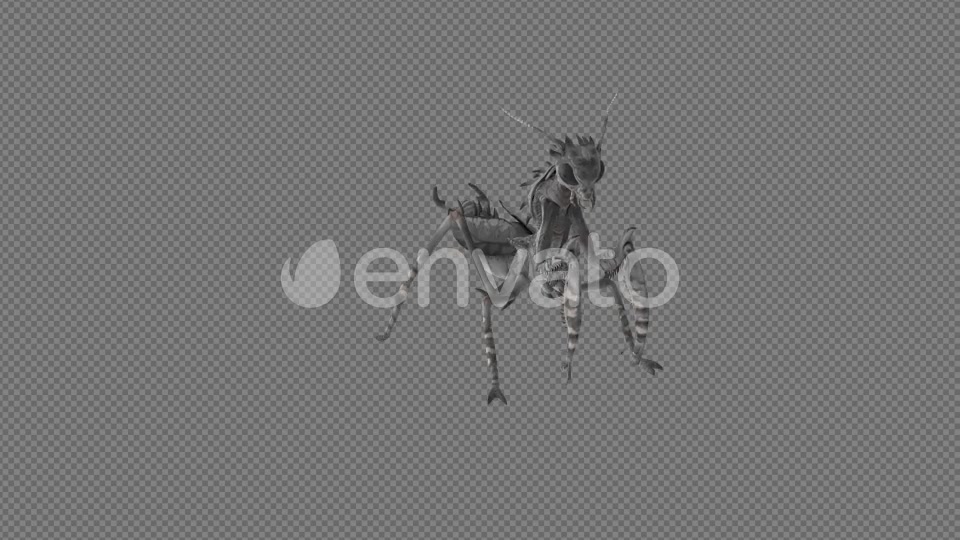 Mantis Lay Egg Idle Eat Pack 6In1 Videohive 22165171 Motion Graphics Image 3