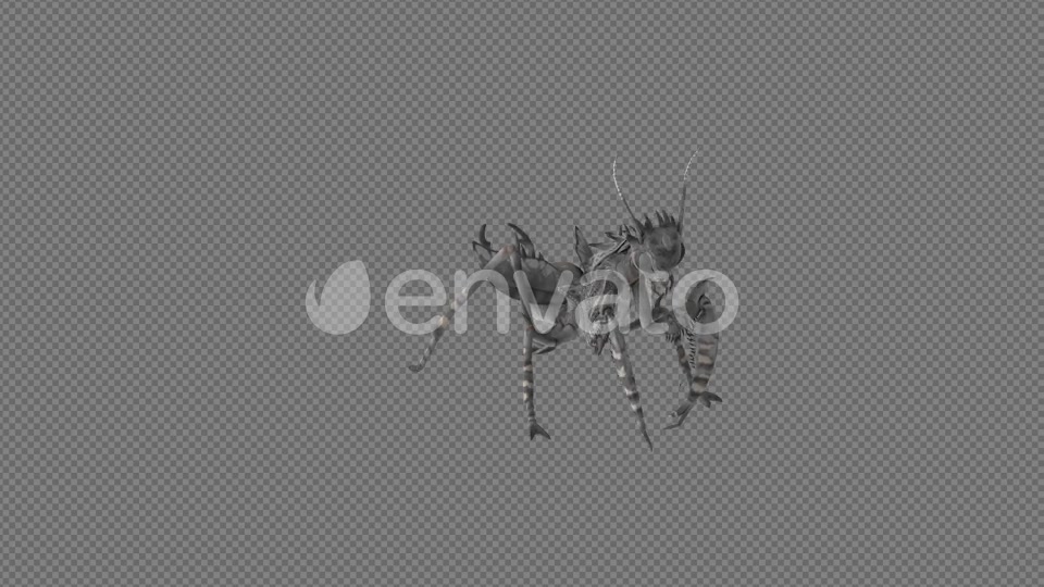 Mantis Lay Egg Idle Eat Pack 6In1 Videohive 22165171 Motion Graphics Image 4