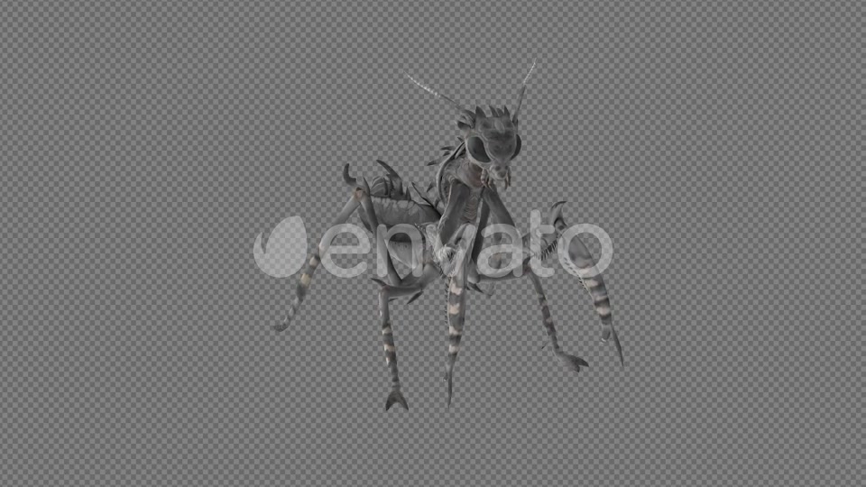 Mantis Lay Egg Idle Eat Pack 6In1 Videohive 22165171 Motion Graphics Image 9