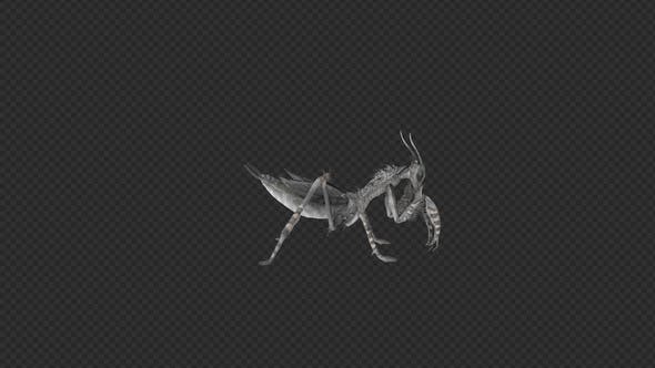 Mantis Lay Egg Idle Eat Pack 6In1 - Download 22165171 Videohive