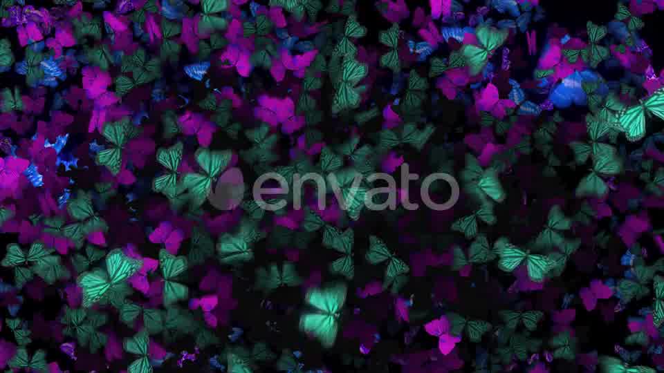 Many Flying Butterflies Videohive 22670074 Motion Graphics Image 10