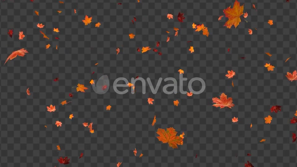 Maple Leaf 01 Videohive 22602727 Motion Graphics Image 3