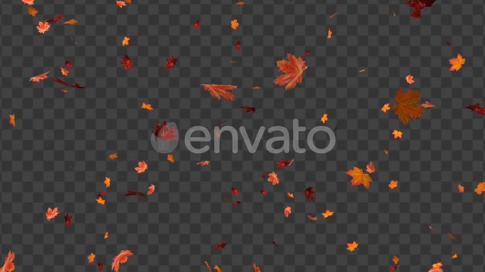Maple Leaf 01 Videohive 22602727 Motion Graphics Image 4