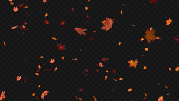 Maple Leaf 01 - Download 22602727 Videohive