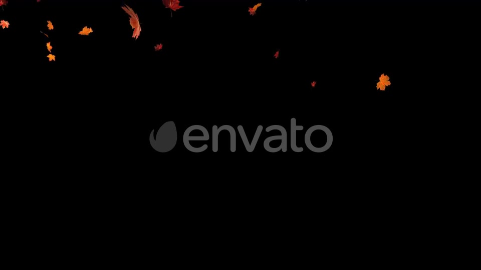 Maple Leaf 02 Videohive 22631195 Motion Graphics Image 3