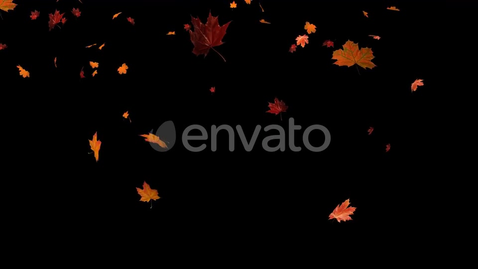 Maple Leaf 02 Videohive 22631195 Motion Graphics Image 4