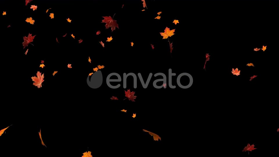 Maple Leaf 02 Videohive 22631195 Motion Graphics Image 5