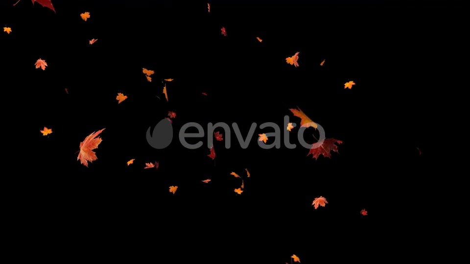 Maple Leaf 02 Videohive 22631195 Motion Graphics Image 6