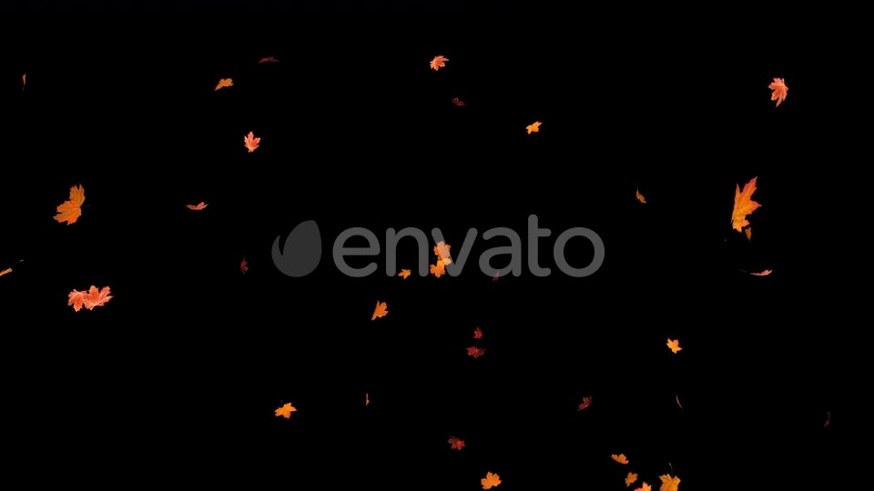 Maple Leaf 02 Videohive 22631195 Motion Graphics Image 7