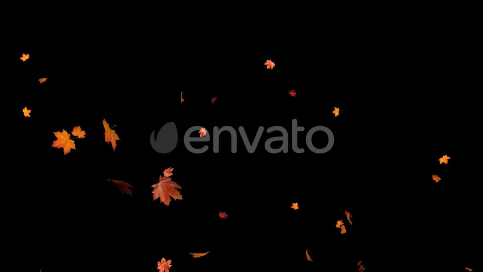 Maple Leaf 02 Videohive 22631195 Motion Graphics Image 8