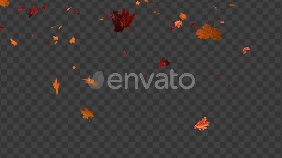 Maple Leaf 02 Videohive 22607919 Motion Graphics Image 4