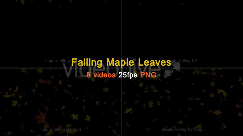 Maple Leaves Falling Videohive 20466874 Motion Graphics Image 1