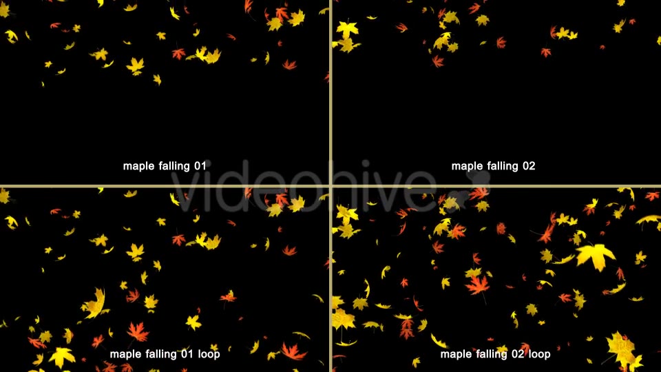 Maple Leaves Falling Videohive 20466874 Motion Graphics Image 2