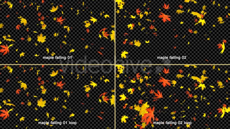 Maple Leaves Falling Videohive 20466874 Motion Graphics Image 3