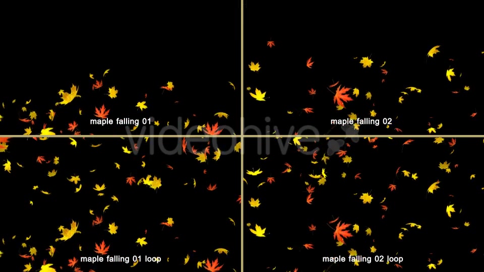 Maple Leaves Falling Videohive 20466874 Motion Graphics Image 5