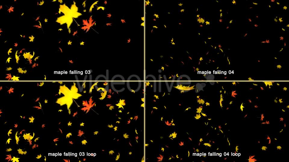 Maple Leaves Falling Videohive 20466874 Motion Graphics Image 8