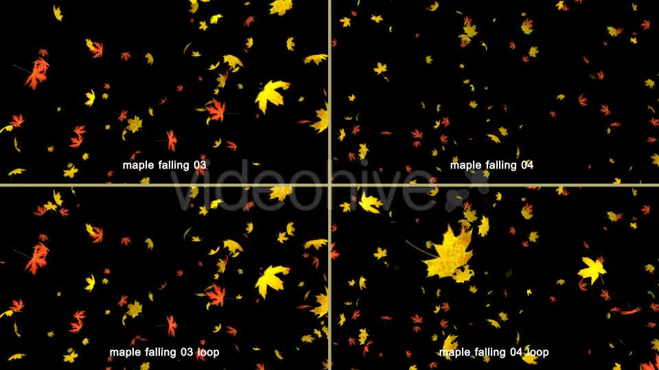 Maple Leaves Falling Videohive 20466874 Motion Graphics Image 9