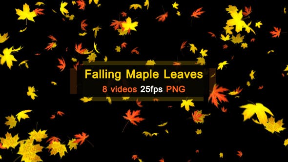 Maple Leaves Falling - 20466874 Videohive Download