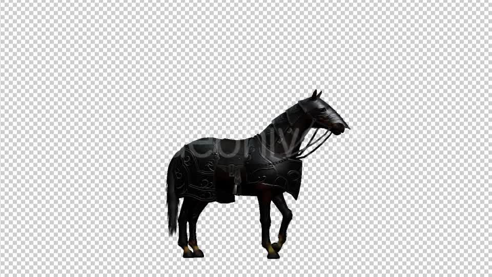 Medieval War Horse Pesade Videohive 19775392 Motion Graphics Image 7