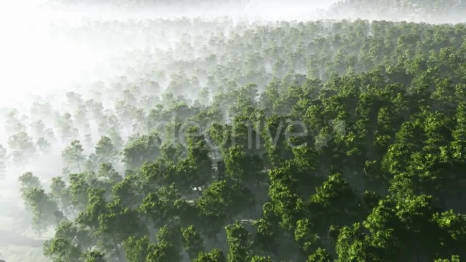 Morning Fog in Dense Tropical Eainforest Videohive 19212061 Motion Graphics Image 10