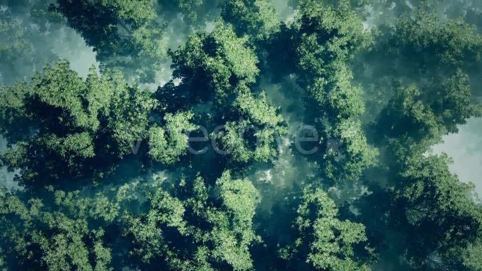 Morning Fog In Forest Videohive 18725118 Motion Graphics Image 2