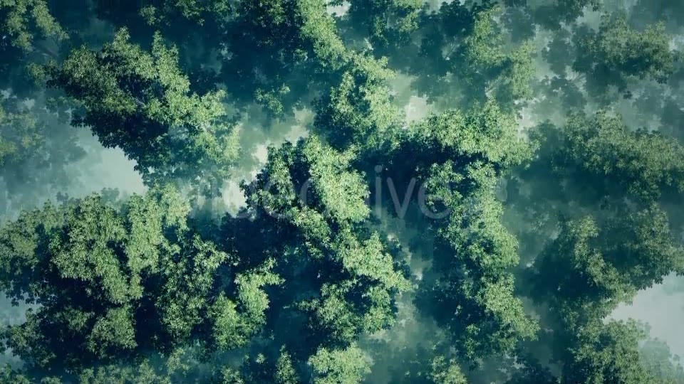 Morning Fog In Forest Videohive 18725118 Motion Graphics Image 3