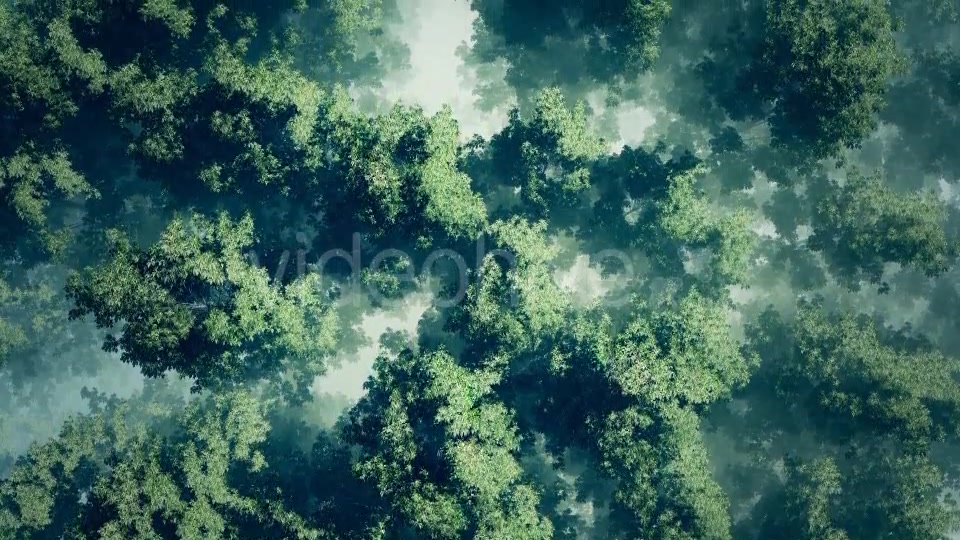 Morning Fog In Forest Videohive 18725118 Motion Graphics Image 4